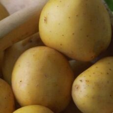 5015882242450 1 Accord First Early Seeds Potatoes 2kg.jpg